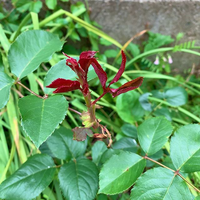 先日、何かの幼虫が芽を食べてるのを目撃。すでに多くの芽を召し上がったようだ。それで今年はバラがまだ咲かないのか。が、すぐに芽が出てきた。これもきれい。#バラ　#ウチの庭にも春が来た