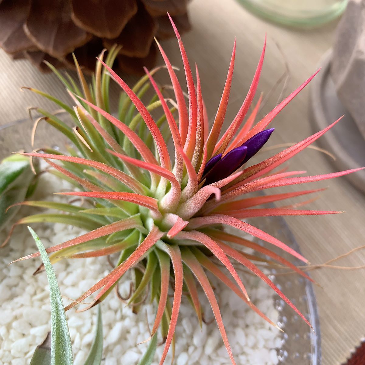 ウチの #チランジア 、花芽が伸びてきた。葉も赤くなってきて派手に。#tillandsia