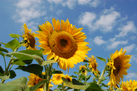 ひまわり１０月