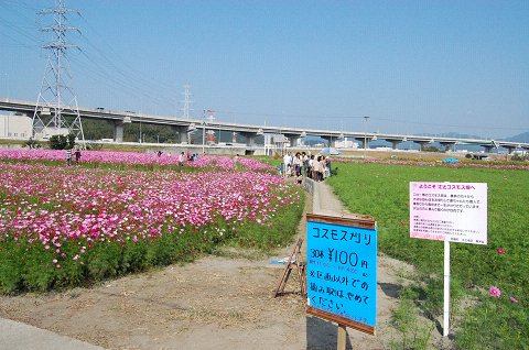 コスモス刈り